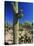 Saguaro Cacti, Arizona-Sonora Desert Museum, Tucson, Arizona, United States of America (U.S.A.)-Ruth Tomlinson-Stretched Canvas