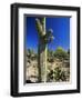 Saguaro Cacti, Arizona-Sonora Desert Museum, Tucson, Arizona, United States of America (U.S.A.)-Ruth Tomlinson-Framed Premium Photographic Print