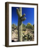 Saguaro Cacti, Arizona-Sonora Desert Museum, Tucson, Arizona, United States of America (U.S.A.)-Ruth Tomlinson-Framed Photographic Print