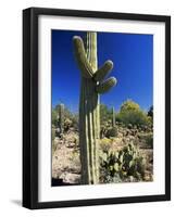 Saguaro Cacti, Arizona-Sonora Desert Museum, Tucson, Arizona, United States of America (U.S.A.)-Ruth Tomlinson-Framed Photographic Print