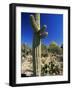 Saguaro Cacti, Arizona-Sonora Desert Museum, Tucson, Arizona, United States of America (U.S.A.)-Ruth Tomlinson-Framed Photographic Print