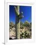 Saguaro Cacti, Arizona-Sonora Desert Museum, Tucson, Arizona, United States of America (U.S.A.)-Ruth Tomlinson-Framed Photographic Print