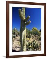 Saguaro Cacti, Arizona-Sonora Desert Museum, Tucson, Arizona, United States of America (U.S.A.)-Ruth Tomlinson-Framed Photographic Print