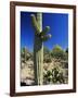 Saguaro Cacti, Arizona-Sonora Desert Museum, Tucson, Arizona, United States of America (U.S.A.)-Ruth Tomlinson-Framed Photographic Print