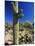 Saguaro Cacti, Arizona-Sonora Desert Museum, Tucson, Arizona, United States of America (U.S.A.)-Ruth Tomlinson-Mounted Photographic Print