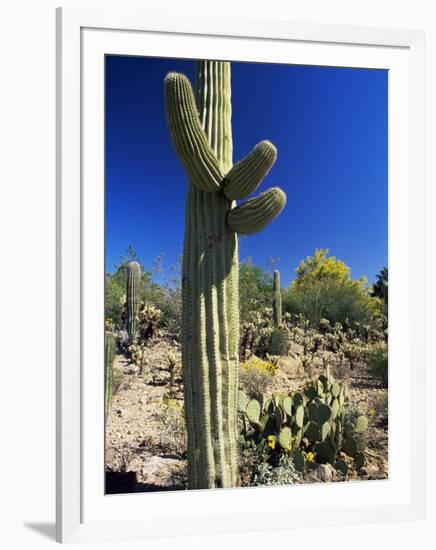 Saguaro Cacti, Arizona-Sonora Desert Museum, Tucson, Arizona, United States of America (U.S.A.)-Ruth Tomlinson-Framed Photographic Print