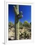 Saguaro Cacti, Arizona-Sonora Desert Museum, Tucson, Arizona, United States of America (U.S.A.)-Ruth Tomlinson-Framed Photographic Print
