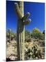 Saguaro Cacti, Arizona-Sonora Desert Museum, Tucson, Arizona, United States of America (U.S.A.)-Ruth Tomlinson-Mounted Photographic Print