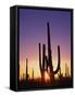 Saguaro Cacti at Sunset-James Randklev-Framed Stretched Canvas