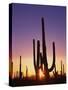 Saguaro Cacti at Sunset-James Randklev-Stretched Canvas