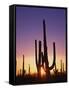 Saguaro Cacti at Sunset-James Randklev-Framed Stretched Canvas