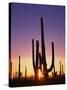 Saguaro Cacti at Sunset-James Randklev-Stretched Canvas