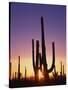 Saguaro Cacti at Sunset-James Randklev-Stretched Canvas