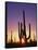 Saguaro Cacti at Sunset-James Randklev-Framed Stretched Canvas