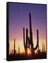 Saguaro Cacti at Sunset-James Randklev-Framed Stretched Canvas