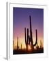 Saguaro Cacti at Sunset-James Randklev-Framed Premium Photographic Print