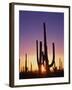 Saguaro Cacti at Sunset-James Randklev-Framed Premium Photographic Print