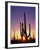 Saguaro Cacti at Sunset-James Randklev-Framed Premium Photographic Print