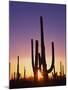 Saguaro Cacti at Sunset-James Randklev-Mounted Premium Photographic Print