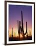 Saguaro Cacti at Sunset-James Randklev-Framed Premium Photographic Print