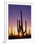 Saguaro Cacti at Sunset-James Randklev-Framed Premium Photographic Print