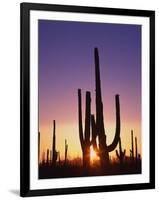 Saguaro Cacti at Sunset-James Randklev-Framed Premium Photographic Print