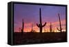 Saguaro Cacti at Sunset-null-Framed Stretched Canvas