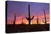 Saguaro Cacti at Sunset-null-Stretched Canvas