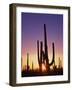 Saguaro Cacti at Sunset-James Randklev-Framed Photographic Print