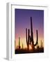 Saguaro Cacti at Sunset-James Randklev-Framed Photographic Print