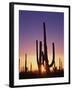 Saguaro Cacti at Sunset-James Randklev-Framed Photographic Print