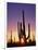 Saguaro Cacti at Sunset-James Randklev-Framed Photographic Print