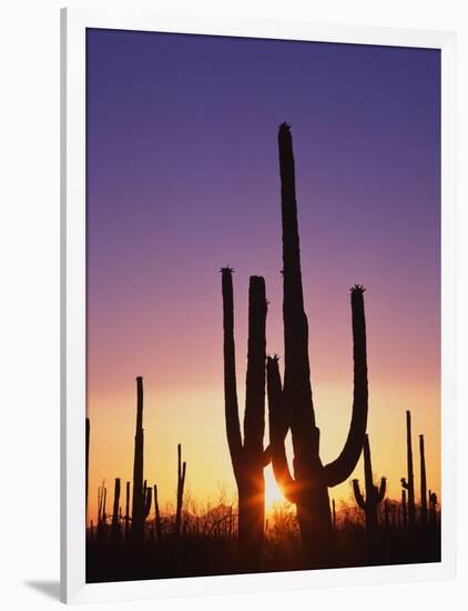 Saguaro Cacti at Sunset-James Randklev-Framed Photographic Print