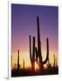 Saguaro Cacti at Sunset-James Randklev-Framed Photographic Print