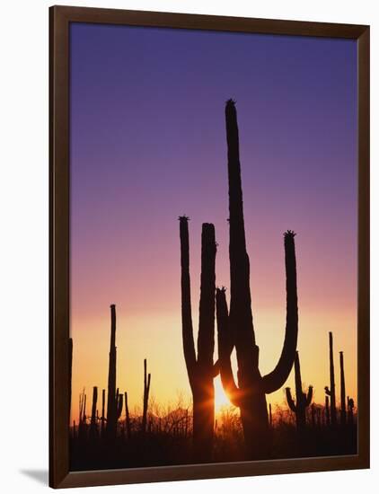 Saguaro Cacti at Sunset-James Randklev-Framed Photographic Print