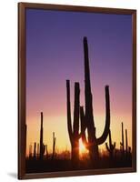 Saguaro Cacti at Sunset-James Randklev-Framed Photographic Print
