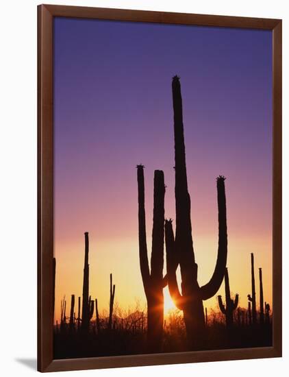 Saguaro Cacti at Sunset-James Randklev-Framed Photographic Print