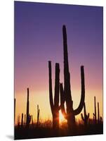 Saguaro Cacti at Sunset-James Randklev-Mounted Photographic Print