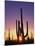 Saguaro Cacti at Sunset-James Randklev-Mounted Photographic Print