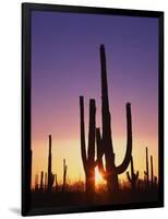 Saguaro Cacti at Sunset-James Randklev-Framed Photographic Print