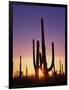 Saguaro Cacti at Sunset-James Randklev-Framed Photographic Print