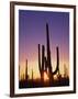 Saguaro Cacti at Sunset-James Randklev-Framed Photographic Print