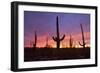 Saguaro Cacti at Sunset-null-Framed Photographic Print