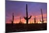 Saguaro Cacti at Sunset-null-Mounted Photographic Print