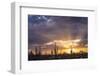 Saguaro cacti (Canegiea gigantea) in desert at sunset, Sonoran Desert, Arizona, USA-Panoramic Images-Framed Photographic Print