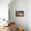 Saguaro cacti (Canegiea gigantea) in desert at sunset, Sonoran Desert, Arizona, USA-Panoramic Images-Photographic Print displayed on a wall