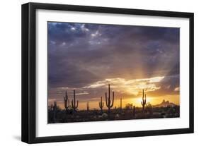 Saguaro cacti (Canegiea gigantea) in desert at sunset, Sonoran Desert, Arizona, USA-Panoramic Images-Framed Photographic Print