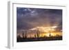 Saguaro cacti (Canegiea gigantea) in desert at sunset, Sonoran Desert, Arizona, USA-Panoramic Images-Framed Photographic Print