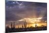 Saguaro cacti (Canegiea gigantea) in desert at sunset, Sonoran Desert, Arizona, USA-Panoramic Images-Mounted Photographic Print