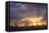 Saguaro cacti (Canegiea gigantea) in desert at sunset, Sonoran Desert, Arizona, USA-Panoramic Images-Framed Stretched Canvas